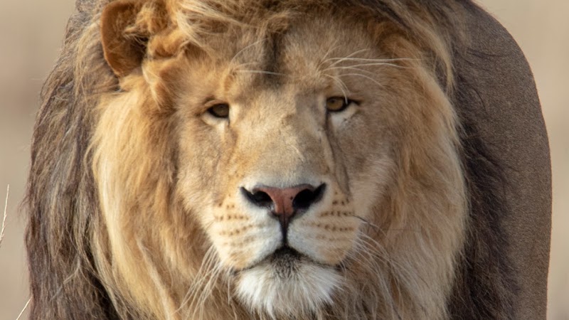 The Wild Animal Sanctuary